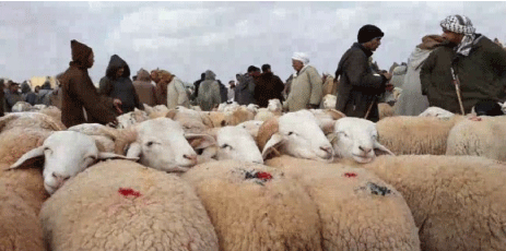 بعد بلوغ التلقيح ضد الحمى القلاعية 92 بالمائة: إعادة فتح أسواق الماشية بعنابة
