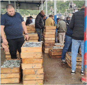 إعذار أصحاب السفن والزوارق غير المُعرفة: كميات معتبرة من الأسماك الزرقاء والسردين بميناء عنابة
