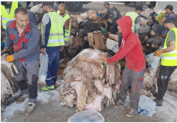 تسجيل تجاوب كبير من المواطنين: جمـــــع أكثـــــر من 60 ألـــف وحـــــدة من جلود الأضاحي بقسنطينــــــــــة