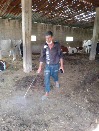 سكيكدة: عملية واسعة لمحاصرة التهاب الجلد العقدي لدى الأبقار