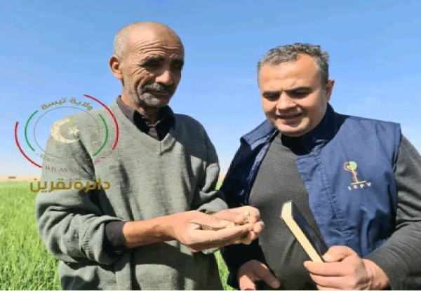 لا تشكل خطـرا علــى المحاصيل الزراعية: لجنة تعاين ظهور الجراد الصحراوي بالأقــطاب الفلاحية جنوب تبسة