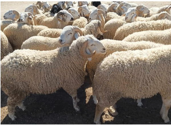 الطارف: نحـو تزويـد الولايـة بـ 7500 رأس من الأضـاحي المستـوردة