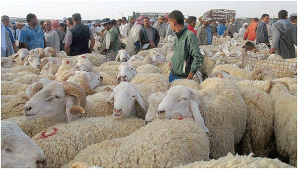 يعد من أكبر أسواق الشرق: تراجـع ملمـوس في أسعـار الماشيـة بسـوق الشريعـة 