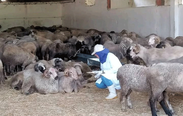 تسخير أكثـر من 20 شاحنة لنقل المواشي المستوردة: انطلاق عملية بيع الأضاحي بالطارف