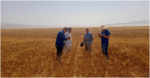 صندوق التعاون الفلاحي يطلق حملة تحسيسية : عزوف نهائي عن تأمين الأشجار بتبسة