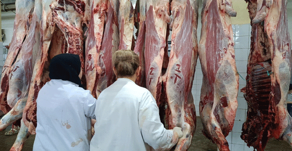 ضمن فرق مناوبة لخدمة المواطن ومراقبة الأضاحي: بيطريات قضين العيد في المذبح البلدي بجيجل