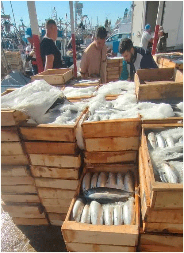 فيما سُجلت وفرة مبكرة للتــونة: انخفـــــاض أسعــــار سمــك «البونيــط» إلى 400 دج بعنابــــة