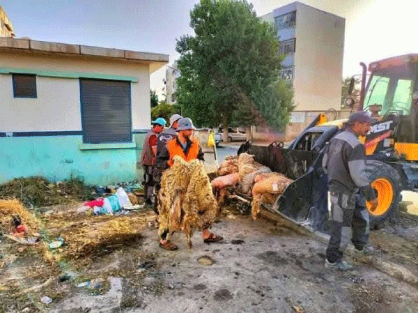 استجابة لبرنامج رفع الجلود بعدة بلديات: عمليات تنظيف مكثفة لإزالة مخلفات الذبح بقسنطينة