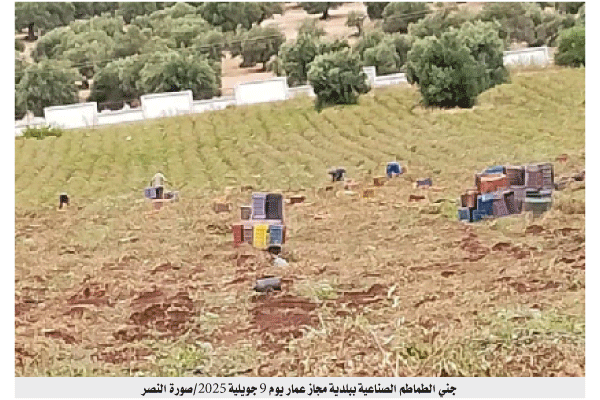 انطلاق موسم الجني: توقعــــات بإنتـــــاج جيــــــد للطماطـــم الصناعيـــــــــة بقالمــــــــــة 