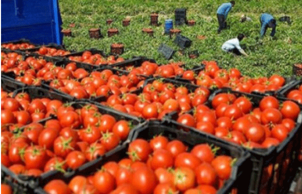 الطارف تغطي 35 بالمئة من حاجيات السوق الوطنية: توقــع إنتـــاج 4 ملاييـن قنطـــار من الطماطـم الصناعيـــة