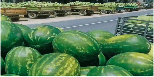 منتجون يطالبون بمرافقتهم في التصدير وإنشاء وحدات تحويل وتعليب: انهيار أسعار فاكهة الدلاع الموسمية في الطارف
