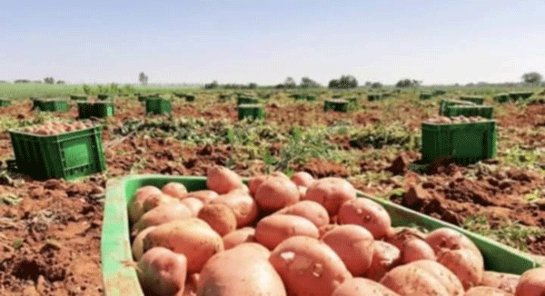 بعد تسجيل فائض في الإنتـاج: فتح مجـال التصـدير أمـام منتجي البطاطا في تبسة