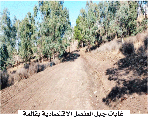 مكافحة حرائق الوسط الطبيعي بقالمة: إنجاز ممر حراجي لحماية غابات جبل العنصل 