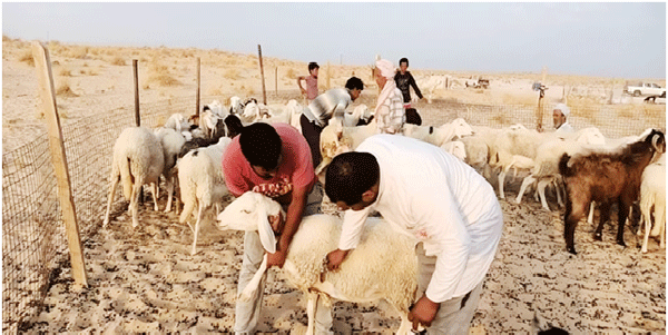 تسخير 49 طبيبا بيطريا للعملية بالوادي: توفيـر 380 ألـف جرعـة لقـاح ضـد طاعـون المجتـرات الصغيـرة