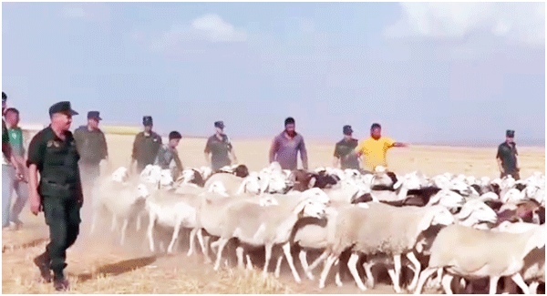 استرجاع 85 رأسا وحلّ عدة قضايا: درك أم البواقي يفكك شبكة جهوية لسرقة المواشي