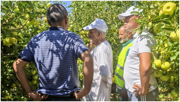  برنامج ضبط السوق ينطلق من خنشلة بـ1200 قنطار : تسـويق أول شحنـة من التفــاح لمؤسسـة 