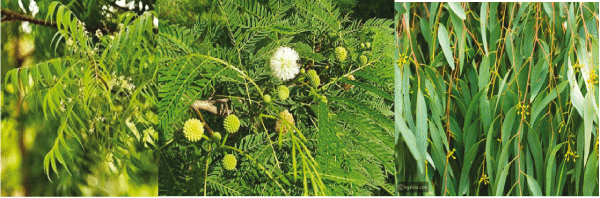 نباتات دخيلة تهدد مدننا وغاباتنا ومختصون يؤكدون: هكذا نحمي البيئة ونحافظ على التنوع البيولوجي المحلي