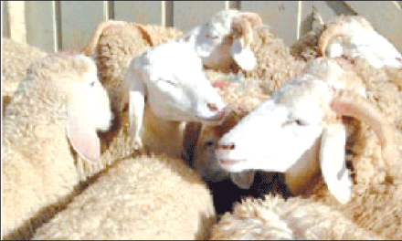 الطارف